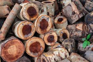 Logging, thick logs lie in the forest against the backdrop of a sunset, copy space, timber photo