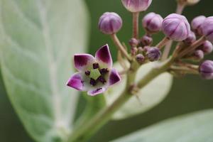 Calotropis Gigantea Flowers. photo