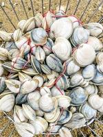 Pile of clams by the beach for eating photo