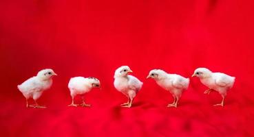 5 little baby hamburg chicken stand on a row in front of red cloth background. photo