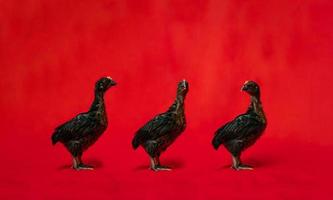 Tres negro pollo soportes en el fila en frente de rojo paño antecedentes. foto
