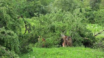 Hurrikane, Taifune und tropische Wirbelstürme sind die stärksten und zerstörerischsten Wetterphänomene der Erde und treffen jedes Jahr mehrere Länder auf der ganzen Welt. video