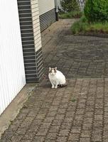 gato blanco caminando en el patio de una casa de campo. mascota casera foto