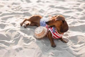 Dachshund enano en un mono de perro a rayas, gafas de sol y un sombrero de paja está tomando el sol en una playa de arena. perro viajero, blogger, blogger-viajero. al perro le gusta caminar al aire libre al aire libre.