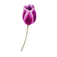 Watercolor pink tulips png