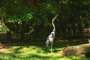 La cigüeña marabú leptoptilos crumenifer es una gran ave zancuda de la familia de las cigüeñas ciconiidae. se reproduce en África al sur del Sahara, tanto en hábitats húmedos como áridos, a menudo cerca de viviendas humanas. foto