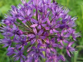 allium. púrpura flores foto