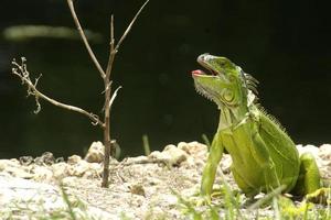 Iguana is a genus of lizard that lives in the tropics. Anolis carolinensis or green anole is a species of tree-dwelling anole lizard, macro lizard, macro iguana, nature photo