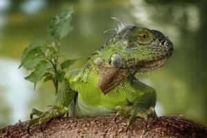 Iguana is a genus of lizard that lives in the tropics. Anolis carolinensis or green anole is a species of tree-dwelling anole lizard, macro lizard, macro iguana, nature photo