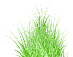 green grass png