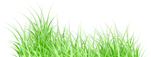 green grass png