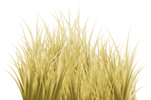 brown grass. dry grass png