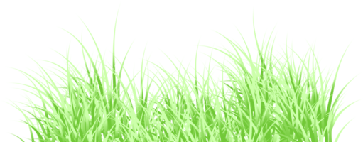 herbe verte png