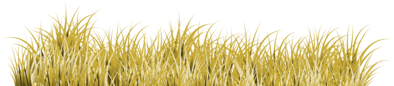 brown grass. dry grass png