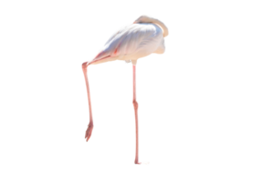 cheio corpo do branco flamingo em pé e dormir ,elevação 1 perna, lado ver, png Arquivo