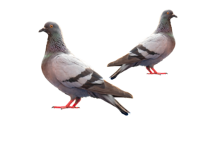 full body of standing pigeon bird isolate on transparent background, PNG file