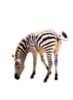 Full body standing of zebra isolated on transparent background ,PNG File png