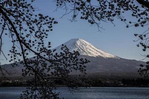 Cherry blossom festival in Japan photo