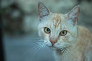 Cute ginger cat looking at the camera. Cat portrait with bokeh and copy space photo