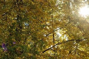 The sun's rays make their way through the bright yellow leaves of the trees. Sun beam photo