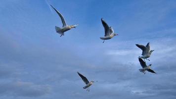 Seagulls in flight in the sky above the Baltic Sea by the sea. Dynamic shot photo