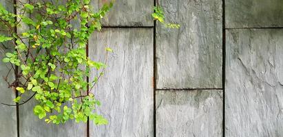 Green vine, ivy or creeping plant on gray grunge wall background with copy space. Natural wallpaper, Beauty in Nature and Growth concept photo