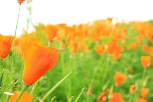 Beautiful orange poppy flower in garden park and selective focus. Beauty of Nature, Growth, plant, wallpaper and Floral concept photo