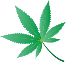 Cannabis marijuana leaf in PNG transparent.