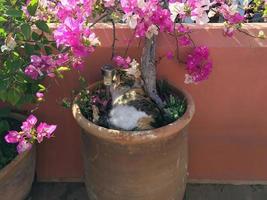 Cat lying in a flower pot with a flowering plant next to it. photo