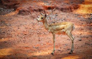 joven africano Thomson gacela en el fauna silvestre santuario eudorcas thomsonii foto