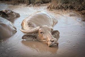 agua búfalo en barro estanque relaja hora animal en el montaña - búfalo campo Asia foto