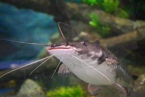 Wild catfish swimming underwater in aquarium photo