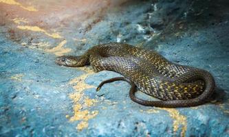 amarillo manchado kell espalda xenocrofis serpiente de feroz acostado en el rock foto