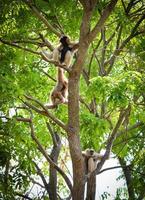 Hoolock Gibbon white and black handed gibbon on tree forest photo