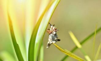 Tree wasp or paper wasp on nest on green leaf in nature background photo