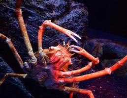 gigante araña cangrejo japonés gigante cangrejo nadando submarino Acuario en el rock Oceano foto