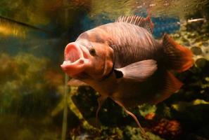 pez gourami de cola roja gigante nadando en el acuario submarino en la pecera foto