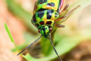 Colorful of Jewel beetle green bug on leaf in nature background Close up green insect photo