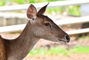 hembra ciervo ceño fruncido fauna silvestre en el granja de campo ciervo tamin foto