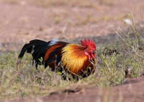 Rooster bantam crows chicken colorful red on field natural background Bantam cock asia photo