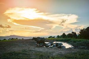 maravilloso paisaje puesta de sol con agua búfalo en barro estanque foto