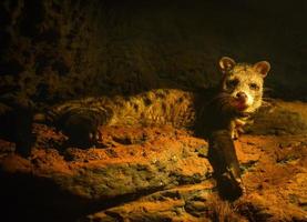 Spotted civet lying on rock in the cave at night African Civettictis Genet cat photo