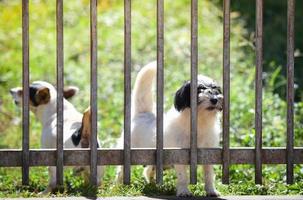 The dog looking outside waiting for the owner in fence front yard at home photo