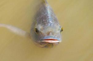 peces tilapia nadando en la superficie del río de agua viven en forma natural para obtener oxígeno en el día de verano foto
