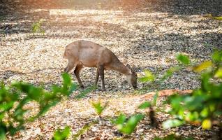 Female Eld's deer eating grass in the wildlife sanctuary Thamin deer photo
