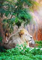 masculino blanco león acostado relajante en césped campo safari Rey de el salvaje león orgullo foto