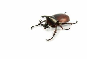 Rhinoceros Beetle isolated on white Dynastinae beetle photo