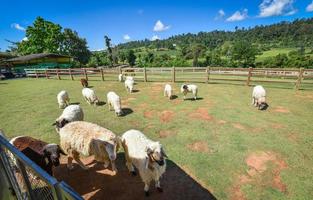 sheep farm mountain beautiful countryside farm village sheep grazing grass on green field hill agriculture photo