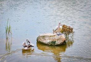 Spot billed pelican birds in the nature river - Pelecanidae Pelecanus philippensis photo