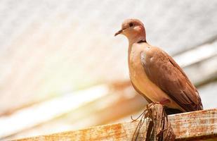 barbary dove bird pigeon on the roof - Columbidae photo